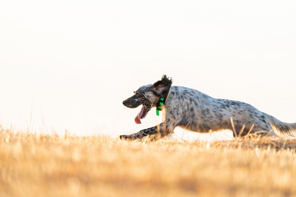 Localizzatore GPS per cani