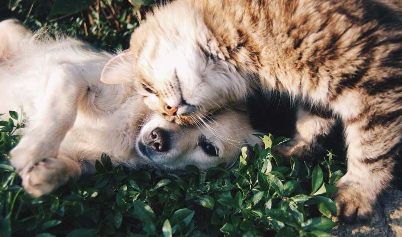 Antipulci Cani e Gatti