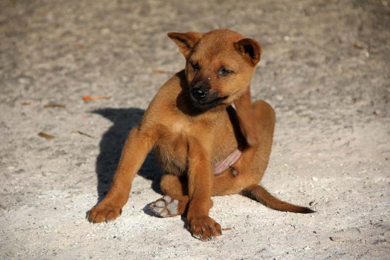 Cane che si gratta con le pulci