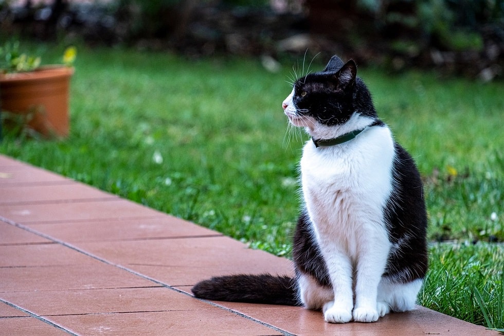 localizzatore GPS per gatti