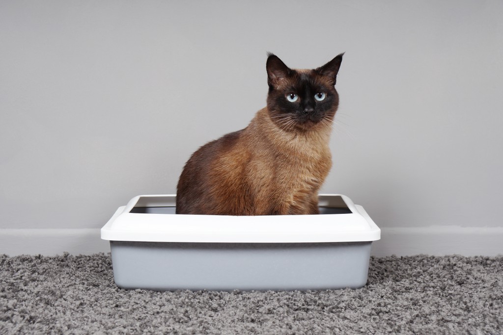 gatto-addestrato-in-casa-seduto-nella-toilette-per-gatti-o-nella-lettiera
