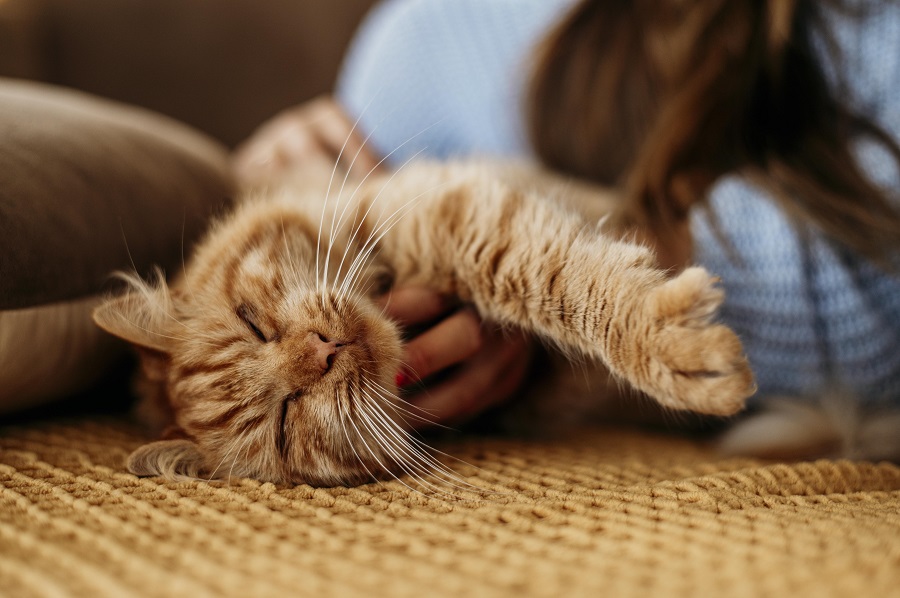 proprietario-che-accarezza-adorabile-gatto