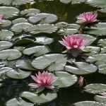Telo per Laghetto da Giardino